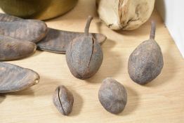 A group of dried fruit and similar comprising a whole coconut, six large seed pods and Baobab