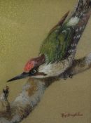Roy Stringfellow (British 1921-2008) Oil Pastel, a study of a Green Woodpecker on a branch, signed