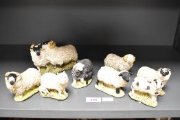 A group of eight 'Stef' sheep studies to include black-faced tups, herdwick ewe and lamb and black-