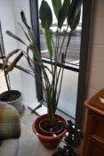 A potted Strelitzia Nicolai (green white bird of paradise) within terracotta coloured plastic pot