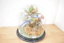A fine 19th-century tropical bird taxidermy bell jar, to feature a naturalistic base of moss, brush,