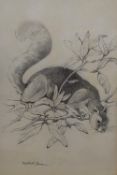 Phyllis M Bone R.S.A (British 1896-1972) Graphite on paper study 'Grey Squirrel in Rhododendron