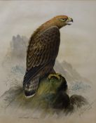 John Duncan (19th/20th Century) Watercolour 'Golden Eagle', depicting the bird of prey perched on