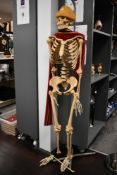 A life-sized mid 20th-century anatomical human skeleton model, featuring articulated and