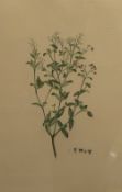 After Sydney Parkinson (Scottish 1745-1771) Lithograph 'Plate 144, Oldenlandia Biflora Linnaeus,