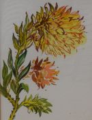 A pair of contemporary mixed media floral studies, entitled and attributed indistinctly lower right,