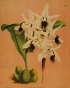 After John Nugent Fitch (British 1840-1927) Modern Lithograph 'Coelogyne Barbata', within stepped