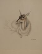 After John Skeaping (British 1901 - 1980) Lithograph, study of a deer, signed in pencil lower right,