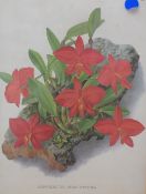 A collection of four modern lithographic prints, each a botanical plate study, entitled to centre,