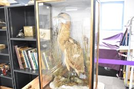 An accomplished Victorian taxidermy study of a Bittern in ebonised and guilt case with
