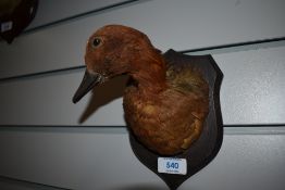 A taxidermy study of a Widgeon mounted on a wooden shield by H Murray of Carnforth