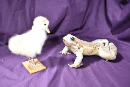 A taxidermy study of a toad and another of a chick standing on a small wooden plinth