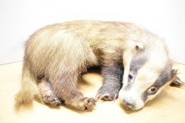 A taxidermy study of a badger in a curled position