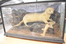 A cased Victorian taxidermy study of an otter full mount with prey in naturalistic surroundings