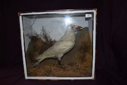 Taxidermy A cased diorama of a white crow in naturalistic surroundings measuring 45cm x 49cm x 19cm