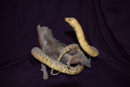 A taxidermy study of a snake wrapped round a branch