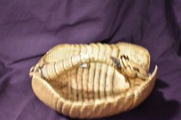 A taxidermy study of an armadillo