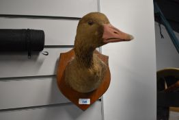 A taxidermy study of a goose head by T Salkeld of Over Kellet Carnforth mounted on a wooden shield