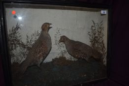 Taxidermy A cased diorama of two grouse in naturalistic surroundings