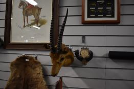 A taxidermy study of an Antelope head and neck (the ears in poor condition and a split to the rear