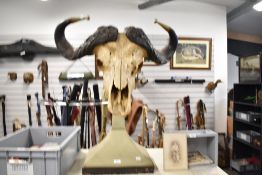 A mounted study of a Male Cape Buffalo skull and horns on a metal plinth and stand measuring 90cm