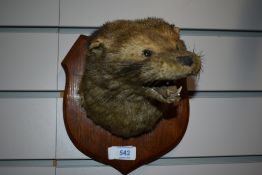 A Taxidermy Otter mask mounted on an oak shield bearing taxidermists label to rear 'R Raine of