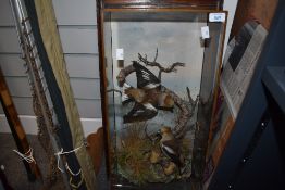 A very accomplished framed and cased study of two Hawfinches with painted background and