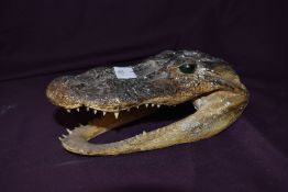 A taxidermy stdy of the skull / jaws of a small alligator with piercing green eyes