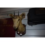 A Victorian taxidermy mounted head of The four-horned antelope (Tetracerus quadricornis), also know