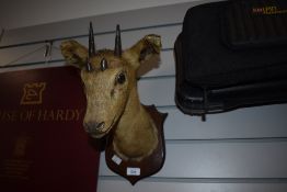 A Victorian taxidermy mounted head of The four-horned antelope (Tetracerus quadricornis), also know