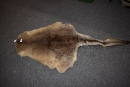 A wallaby skin measuring 65cm x 60cm the tail is a further 60cm long