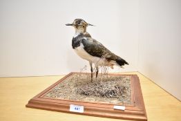 A taxidermy study of a lapwing stood on a plinth measuring 33cm x 33cm