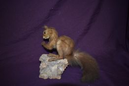 A taxidermy study of a red squirrel mounted on tree bark wall hanging