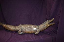 A small alligator taxidermy study measuring 106cm missing tip of tail