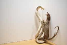 A taxidermy study of a Cobra fighting with a mongoose . Some deteriorations to the mongoose