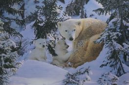 After Steven Townsend (British b.1955) 'Warmth of Nature' Giclee print on canvas 'Polar Bear and
