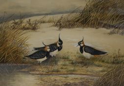 Frances Archer (British 19th/20th Century) Watercolour, a study of Peewits, signed lower left,