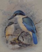 After John Gerard Keulemans (Dutch 1842-1912) A pair of Lithographs 'Sacred Kingfisher' and 'Pied