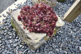 A stone planter containing well established succulent 'hens and chicks' plant, approx. 34 x 30cm