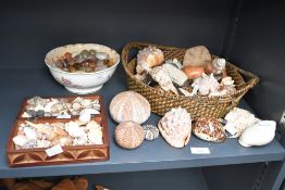 A large selection of 20th-century sea shells and semi precious tumble stones, to feature a selection
