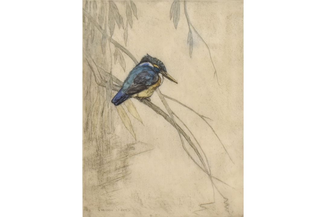 George Vernon Stokes (British 1873-1954) limited edition coloured etching, study of a kingfisher, - Image 1 of 3