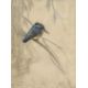 George Vernon Stokes (British 1873-1954) limited edition coloured etching, study of a kingfisher, - Image 1 of 3