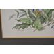 *Local Interest* Patience Arnold (British 1901-1992) Watercolour, a botanical study depicting - Image 3 of 3