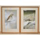 John Crank (British 1922-2008) A pair of watercolour/gouache bird studies 'Grey Wagtail' and 'Red - Image 1 of 4