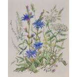 *Local Interest* Patience Arnold (British 1901-1992) Watercolour, a botanical study depicting