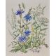 *Local Interest* Patience Arnold (British 1901-1992) Watercolour, a botanical study depicting - Image 1 of 3