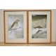 John Crank (British 1922-2008) A pair of watercolour/gouache bird studies 'Grey Wagtail' and 'Red - Image 2 of 4
