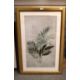 A pair of contemporary lithographs, diffused botanical studies, within card mounts and moulded - Image 2 of 5