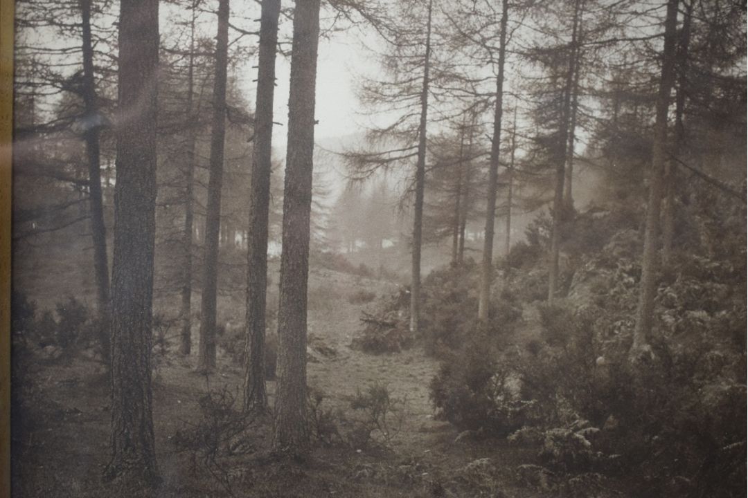 A monochromatic photographic print, an atmospheric woodland scene, unsigned or attributed, within - Image 3 of 4