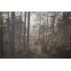 A monochromatic photographic print, an atmospheric woodland scene, unsigned or attributed, within - Image 3 of 4